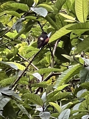 Philodice mitchellii