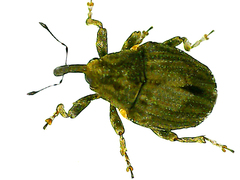 Ceutorhynchini