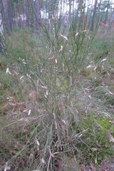 Cytisus scoparius
