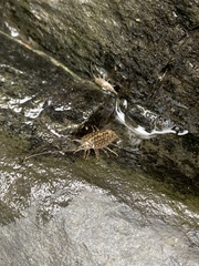 Ligia exotica