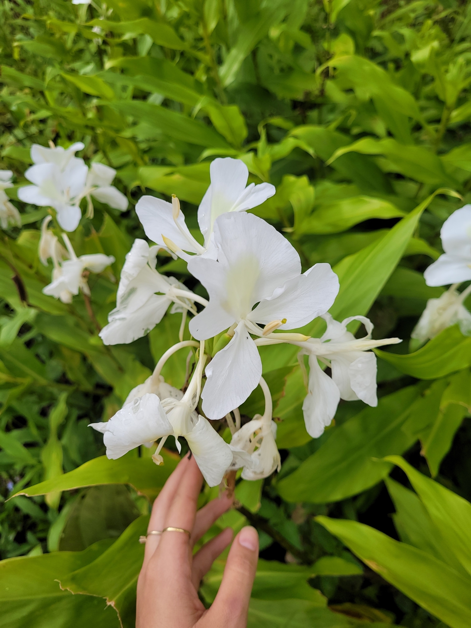 Hedychium coronarium