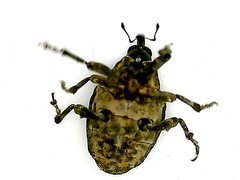 Ceutorhynchini