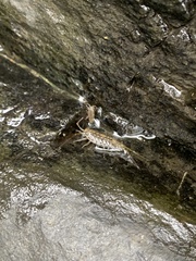 Ligia exotica