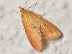 Pyraustini