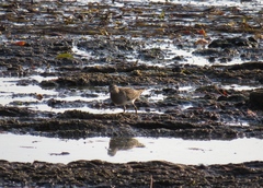 Calidris melanotos