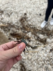 Minuca longisignalis