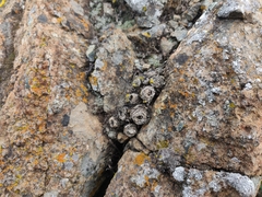 Dudleya abramsii setchellii
