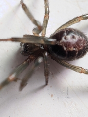 Steatoda nobilis