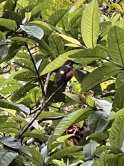 Philodice mitchellii