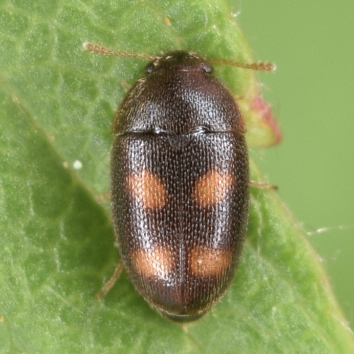 Four-spotted Hairy Fungus Beetle