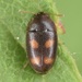 Four-spotted Hairy Fungus Beetle - Photo (c) skitterbug, some rights reserved (CC BY), uploaded by skitterbug