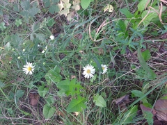 Symphyotrichum × salignum