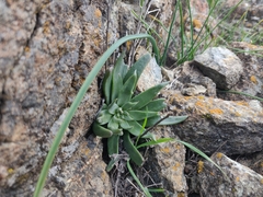 Dudleya abramsii setchellii