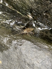 Ligia exotica