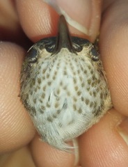 Selasphorus platycercus