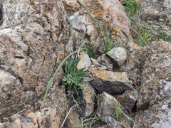 Dudleya abramsii setchellii