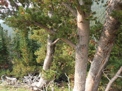 Pinus flexilis