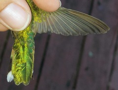 Selasphorus platycercus