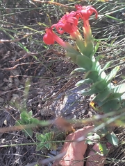 Crassula coccinea
