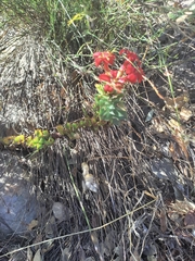 Crassula coccinea