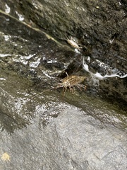 Ligia exotica