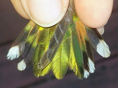 Selasphorus platycercus