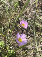 Oxalis obliquifolia