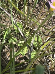 Oxalis obliquifolia
