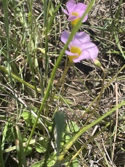 Oxalis obliquifolia