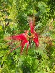 Calliandra houstoniana