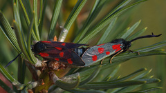 Zygaena centaureae