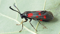 Zygaena centaureae