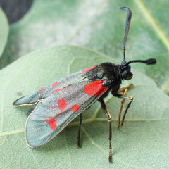 Zygaena centaureae