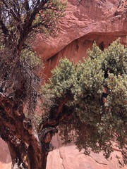 Polylepis