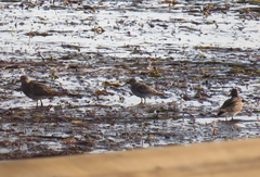 Calidris fuscicollis