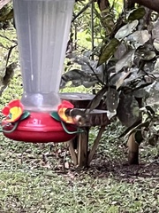 Philodice mitchellii