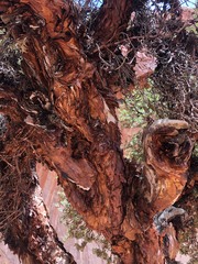 Polylepis