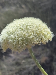 Hermas villosa