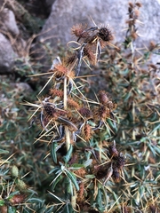 Xanthium spinosum