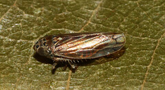 Cicadellidae