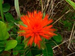 Gomphrena arborescens