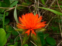 Gomphrena arborescens