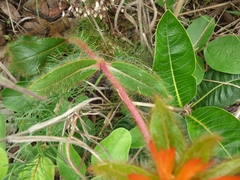 Gomphrena arborescens