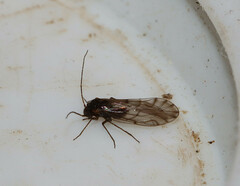 Lachesilla nubilis