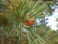 Pinus flexilis