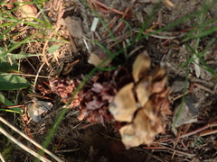 Pinus flexilis
