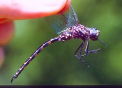 Gomphaeschna furcillata