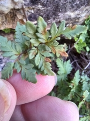 Myriopteris wrightii