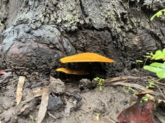Omphalotus olivascens