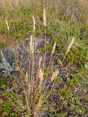 Danthonia intermedia